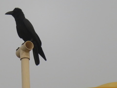 Corvus macrorhynchos culminatus