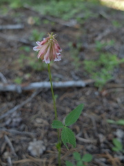 Trifolium productum