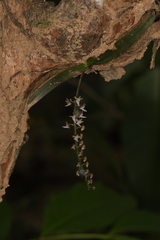 Diplocentrum congestum