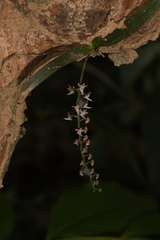 Diplocentrum congestum