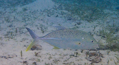 Caranx papuensis