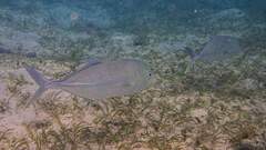 Caranx papuensis
