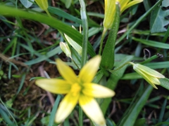 Gagea granulosa