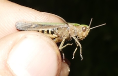 Omocestus rufipes