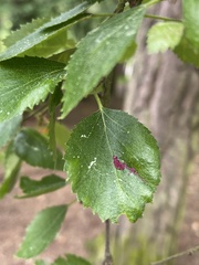 Acalitus longisetosus