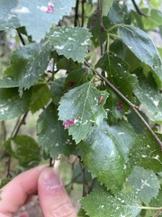 Acalitus longisetosus