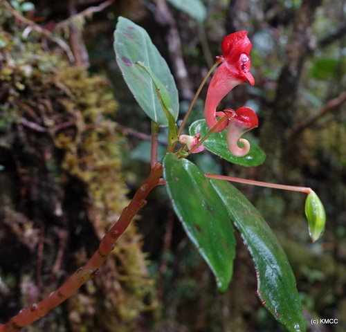 Impatiens danguyana image