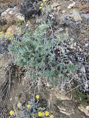 Astragalus lupulinus