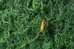 Phylus melanocephalus