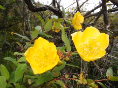 Hypericum forrestii