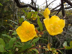 Hypericum forrestii