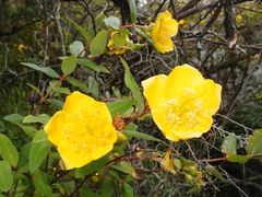 Hypericum forrestii