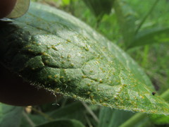 Puccinia actaeae-agropyri