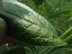 Puccinia actaeae-agropyri