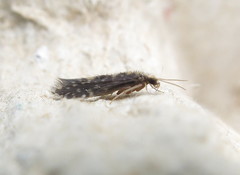 Agraylea multipunctata