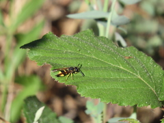 Ancistrocerus biphaleratus