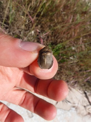 Eurygaster austriaca