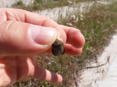 Eurygaster austriaca