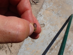 Eurygaster austriaca