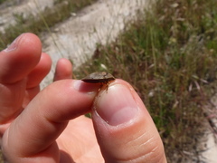 Eurygaster austriaca