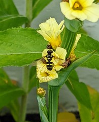 Xanthogramma pedissequum