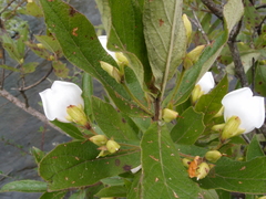 Bowkeria verticillata