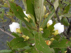 Bowkeria verticillata