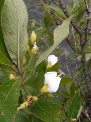 Bowkeria verticillata