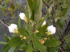 Bowkeria verticillata