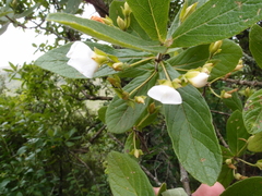 Bowkeria verticillata