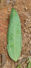 Cinnamomum malabatrum