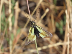 Libelloides cunii