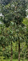 Cinnamomum malabatrum