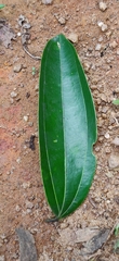 Cinnamomum malabatrum