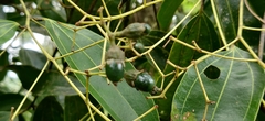 Cinnamomum malabatrum