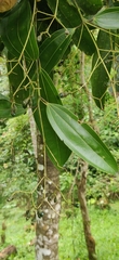 Cinnamomum malabatrum