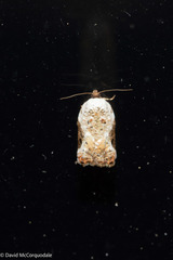 Acleris nivisellana