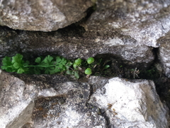 Mannia pilosa