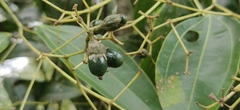 Cinnamomum malabatrum