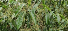 Cinnamomum malabatrum