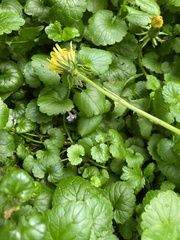 Glechoma hederacea