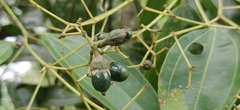 Cinnamomum malabatrum