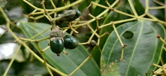 Cinnamomum malabatrum