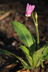 Primula austrofrigida