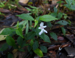Impatiens manaharensis