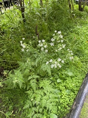 Anthriscus sylvestris
