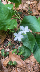 Cnidoscolus stimulosus