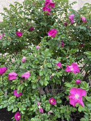 Rosa rugosa