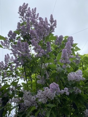 Syringa vulgaris