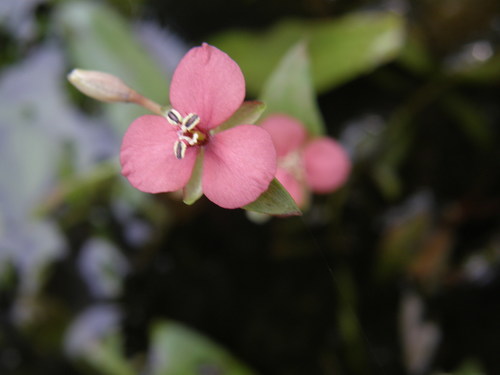 Murdannia brownii